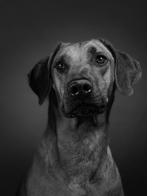 Free Black and white portrait of a Rhodesian Ridgeback dog showcasing a calm and attentive expression. Stock Photo