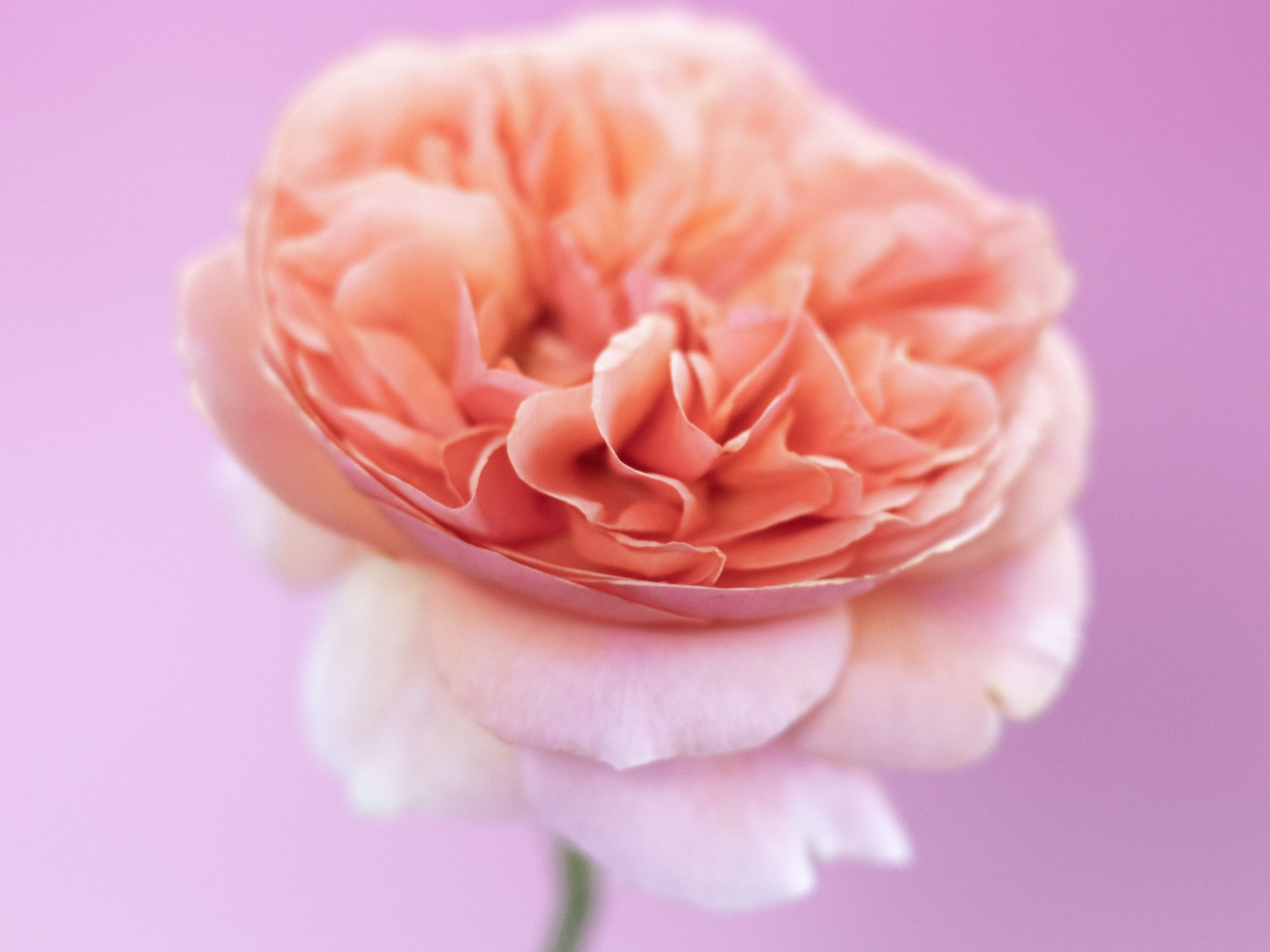 Detailed close-up of a peach-colored rose bloom with soft pink background, emphasizing its beauty.
