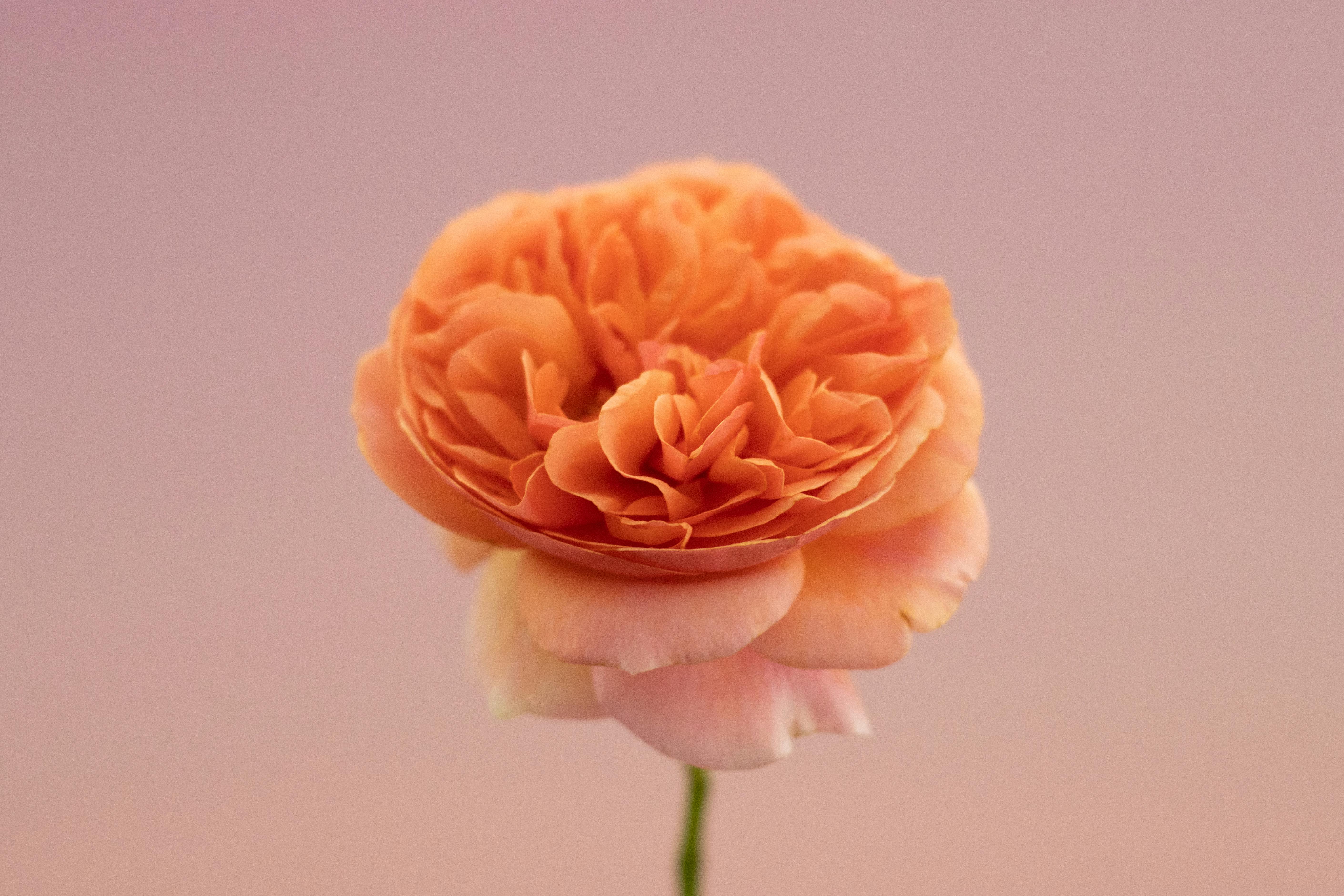 Illustration — signification des fleurs rose