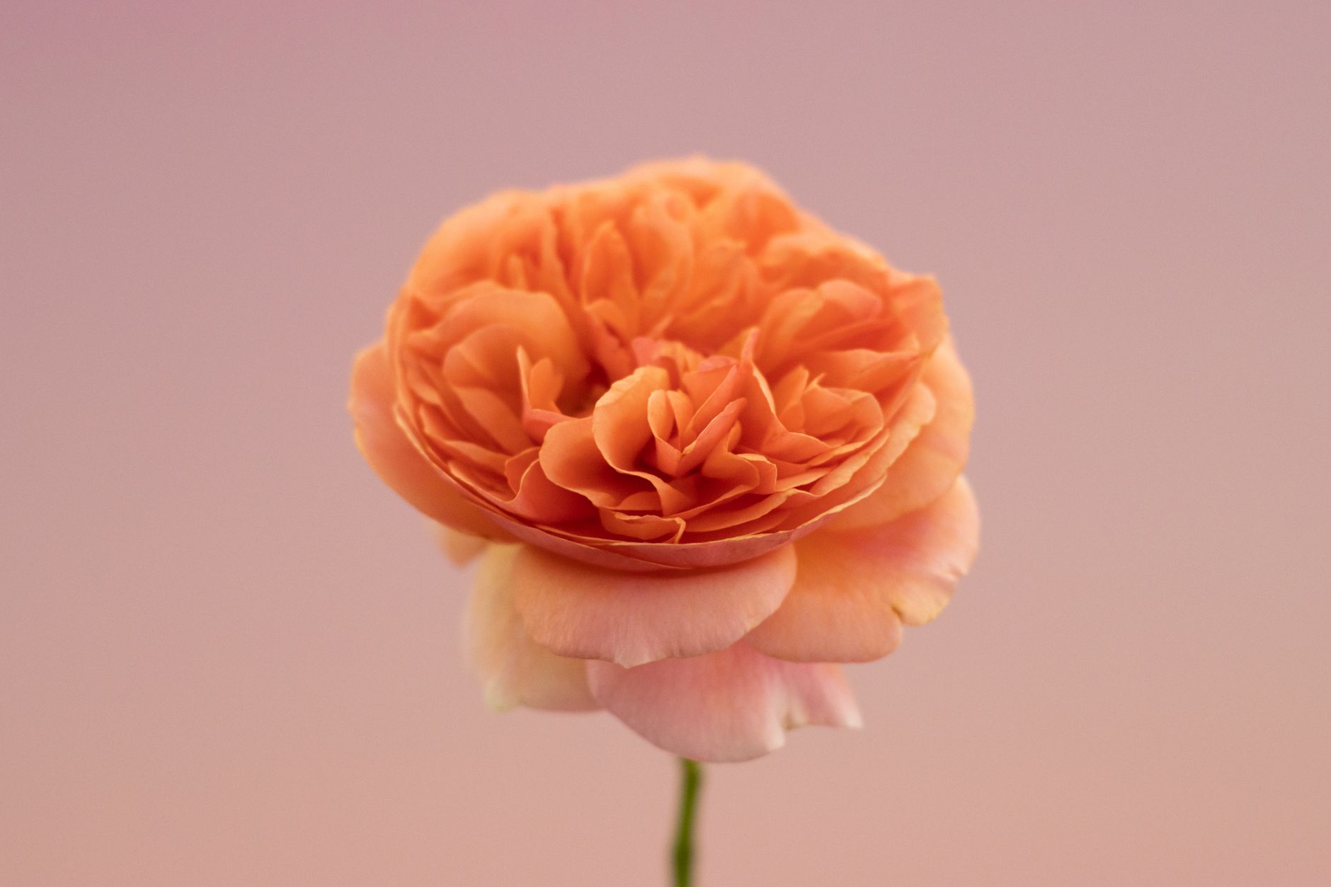 Illustration — signification des fleurs rose
