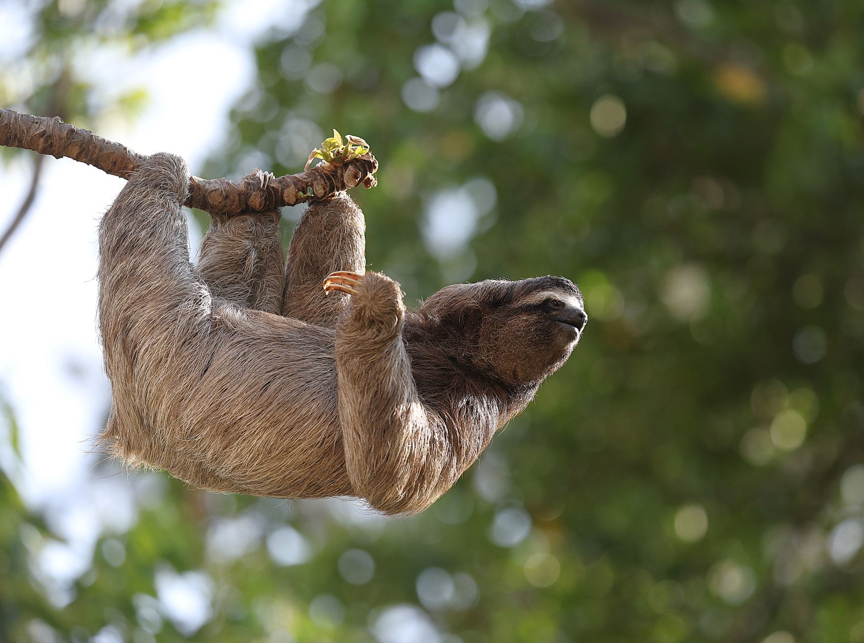 Sloth Intelligence Are sloths blind and deaf? - The Institute for Environmental Research ...