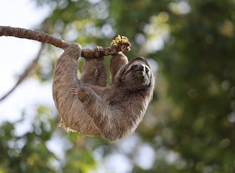 A Brown-throated Sloth (Bradypus variegatus) leisurely hanging on a tree branch in the lush Costa Rican rainforest.