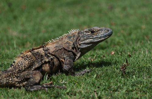 Free A detailed view of an iguana relaxing on grass, showcasing its textured skin and calm demeanor. Stock Photo