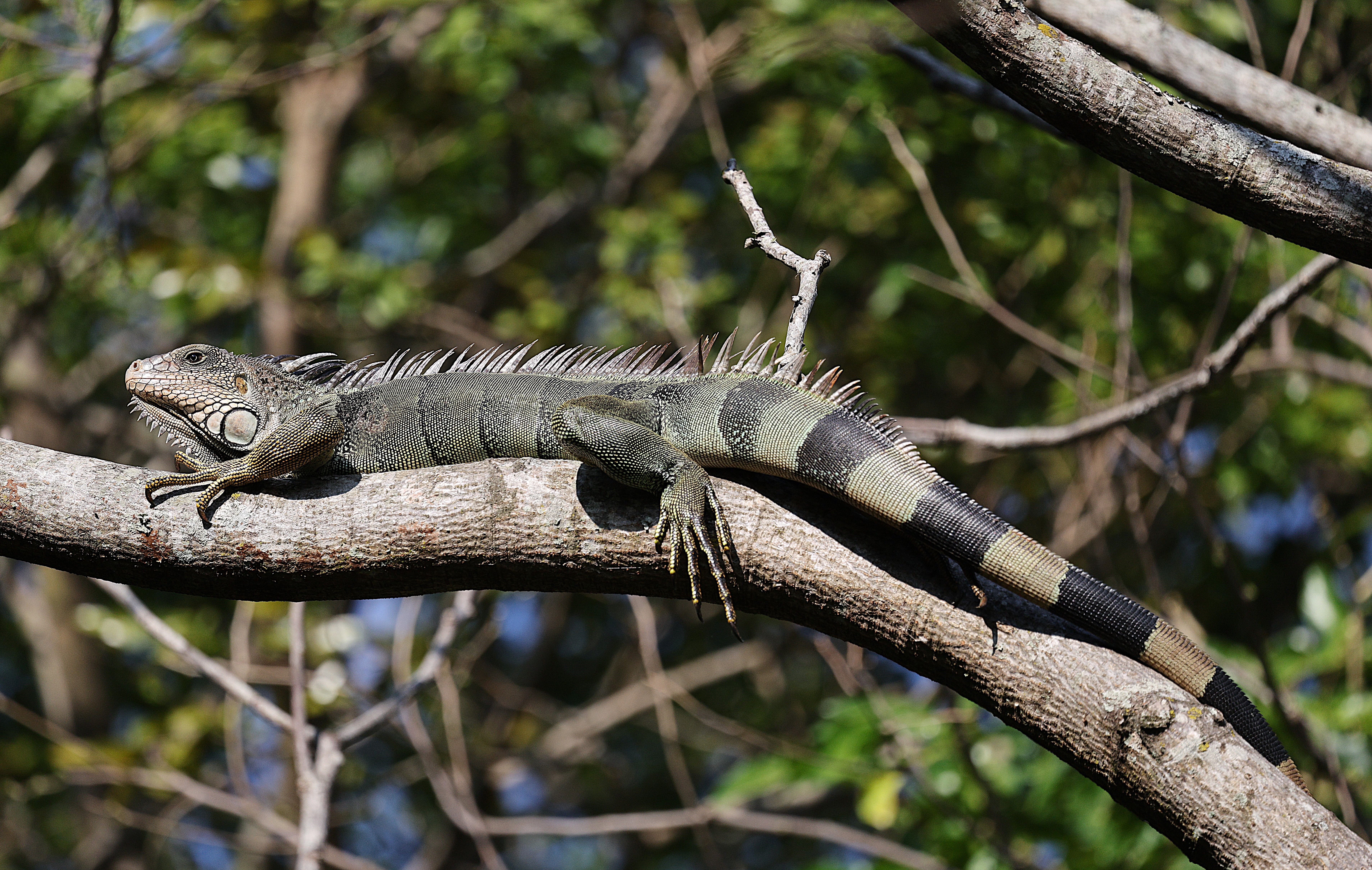 Green Iguana on Tree Branch in Natural Habitat · Free Stock Photo