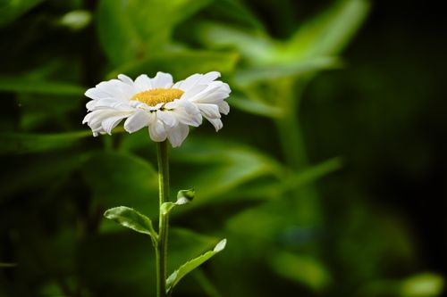 Free A vibrant close-up of a single white daisy in full bloom, set against a lush green background. Stock Photo