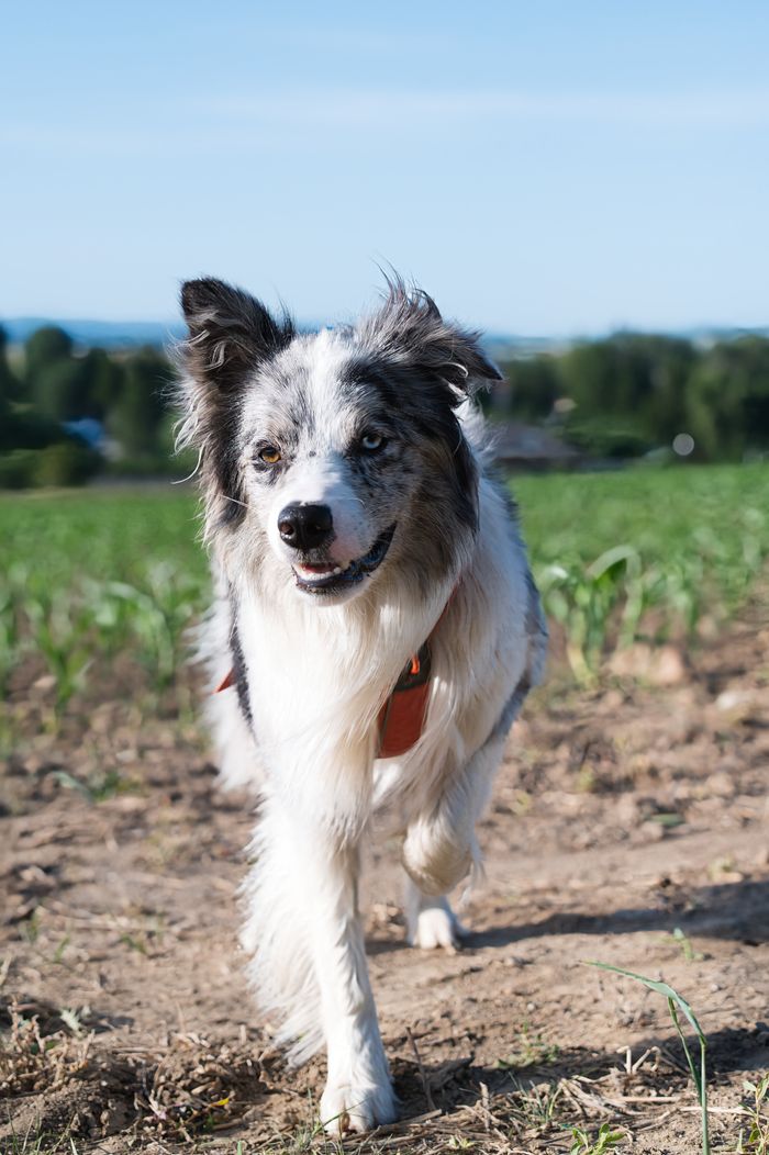 Border collie enjoying daycare on the grass
