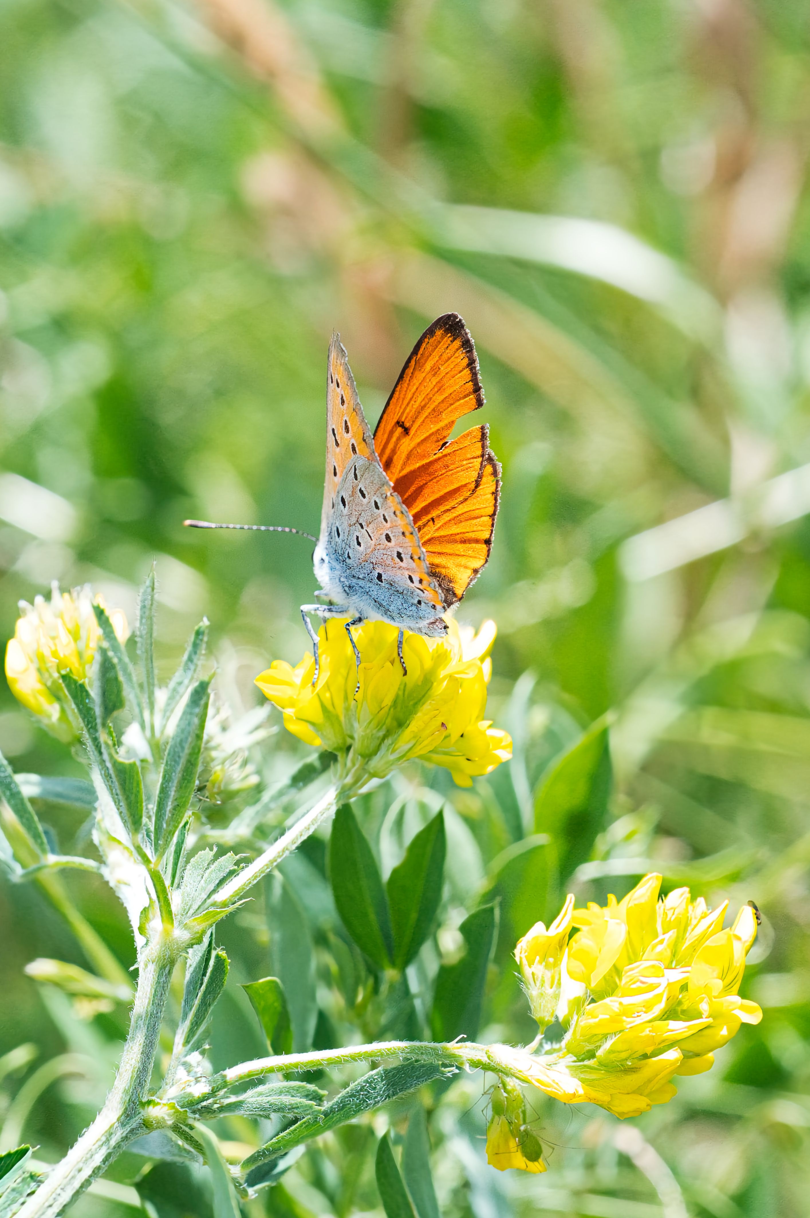Garden Pollinators Photos, Download The BEST Free Garden Pollinators