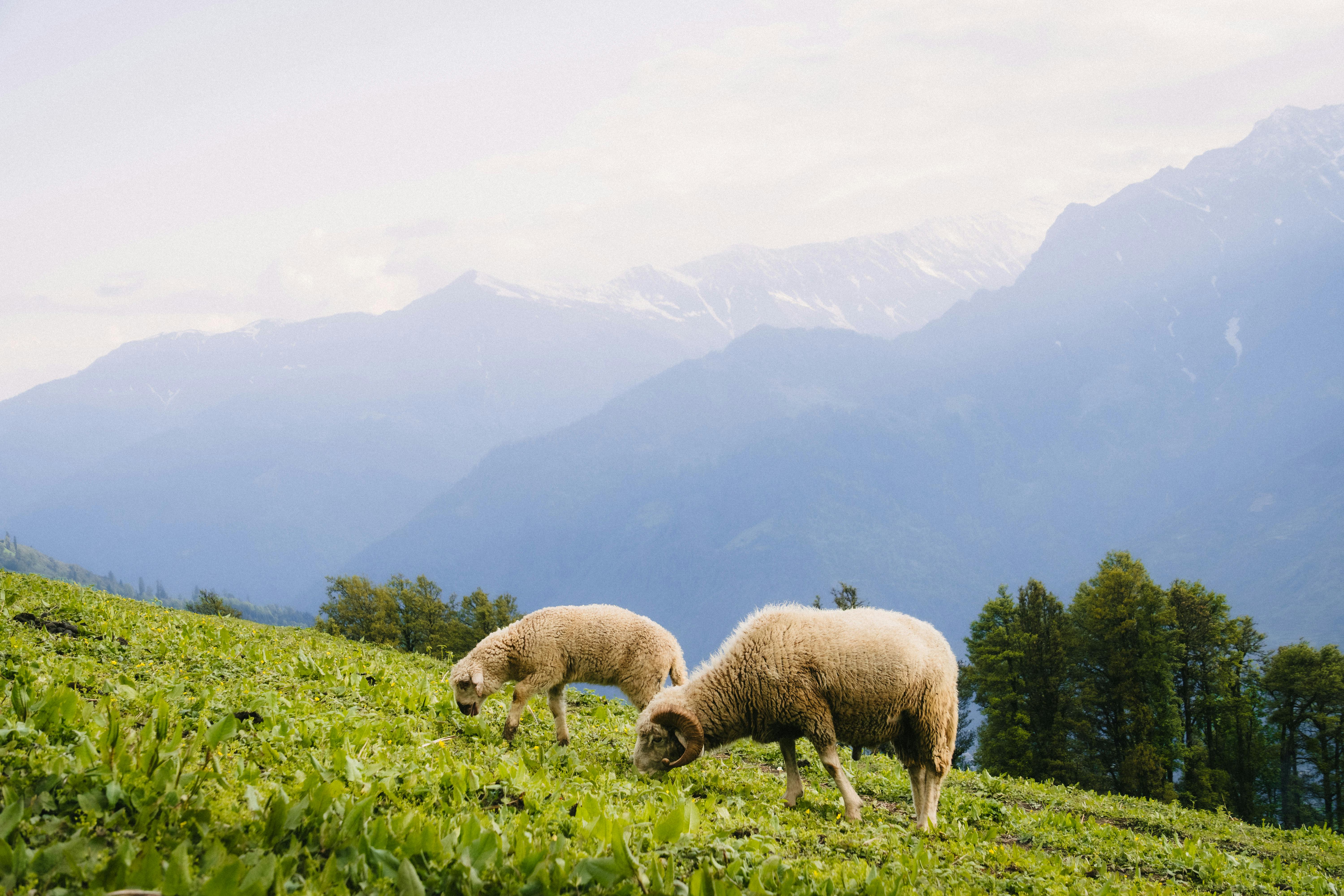 Baocicco 10x8ft Green Prairie Sheep Backdrop - Photography Background With Flock Of Sheep In Meadow