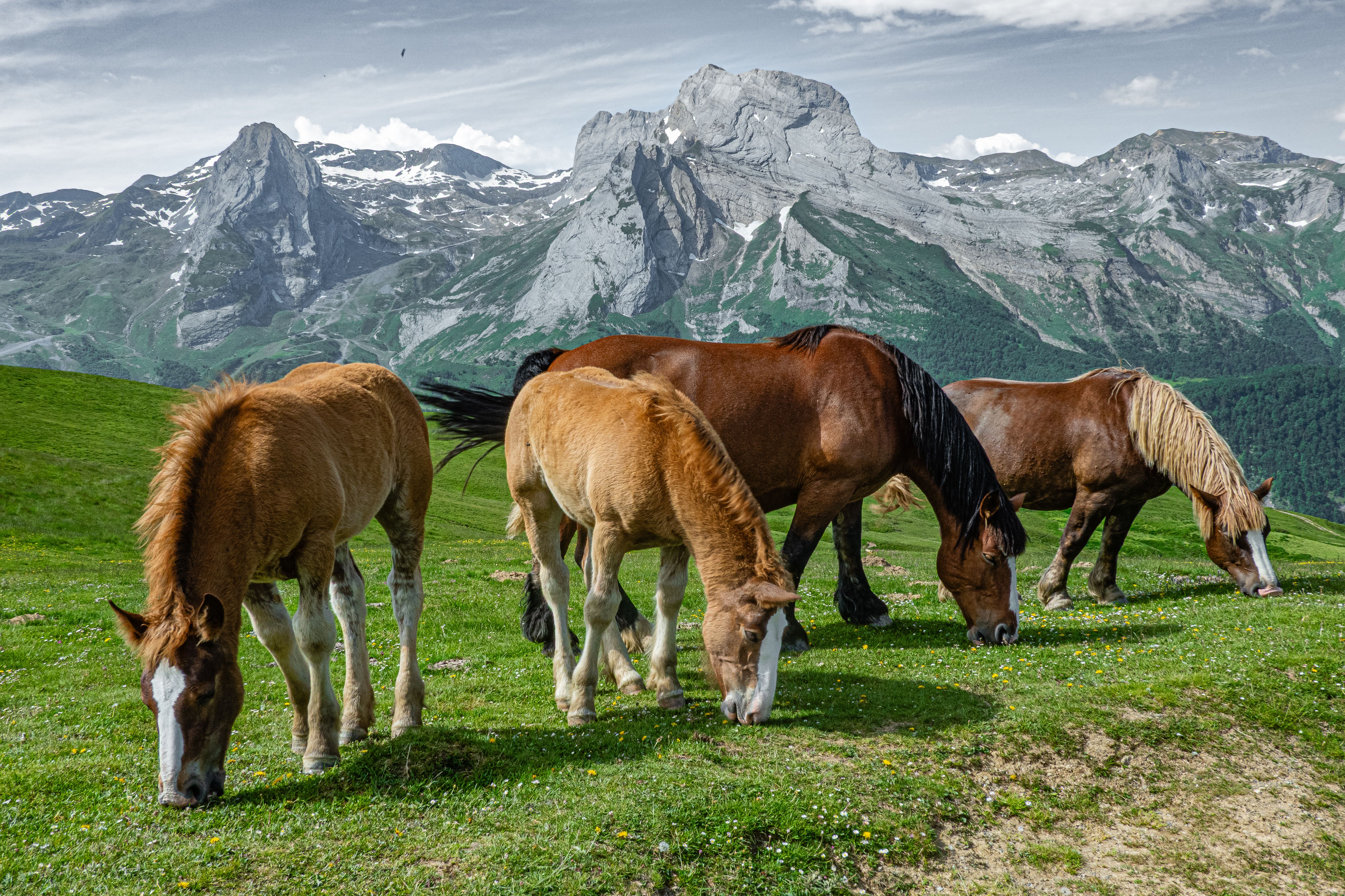 Horses Grazing in the Majestic Mountain Landscape · Free Stock Photo