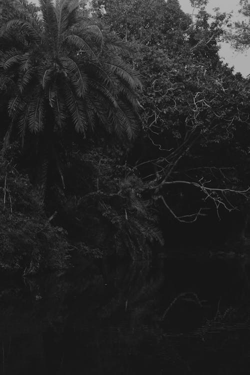 Trees In Grayscale Photography