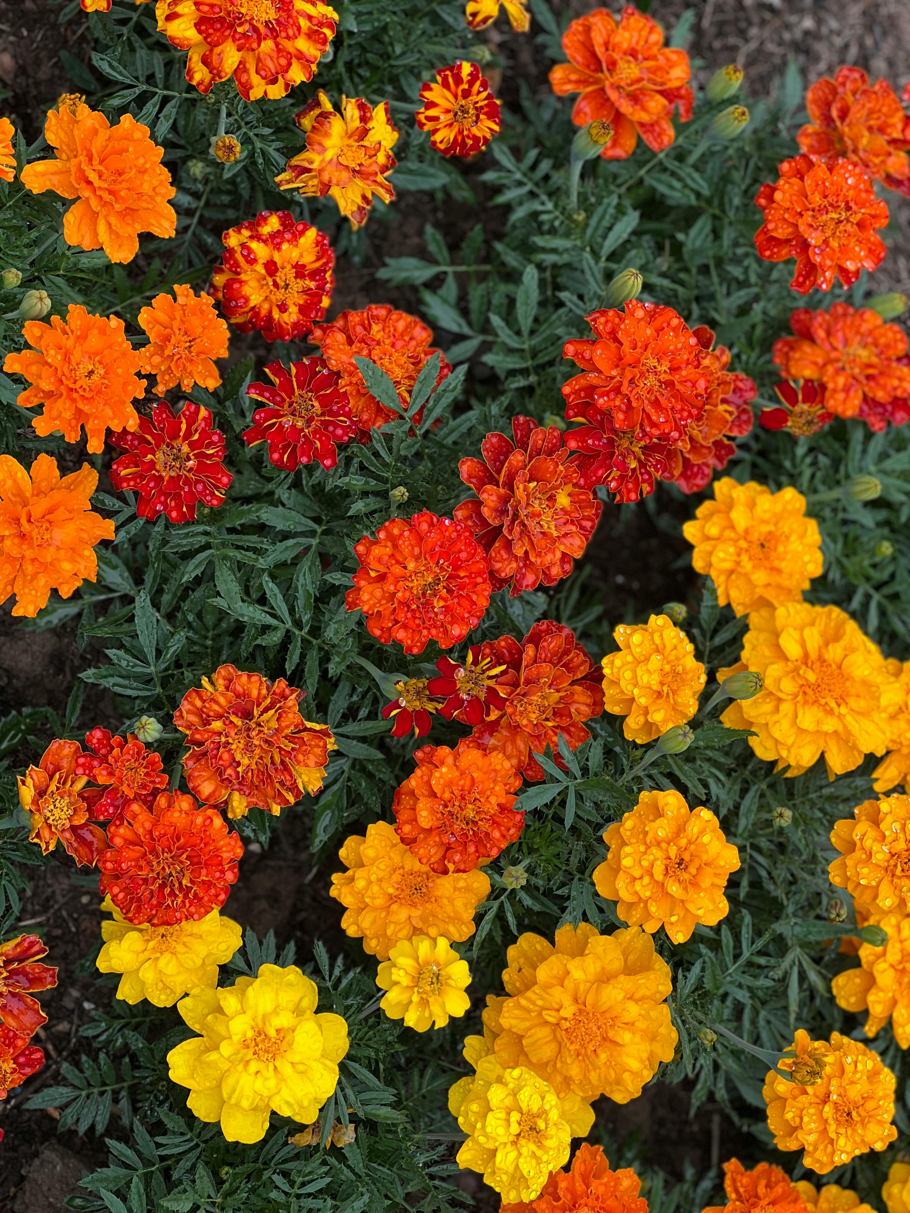 UK partial shade companion planting lettuce marigolds