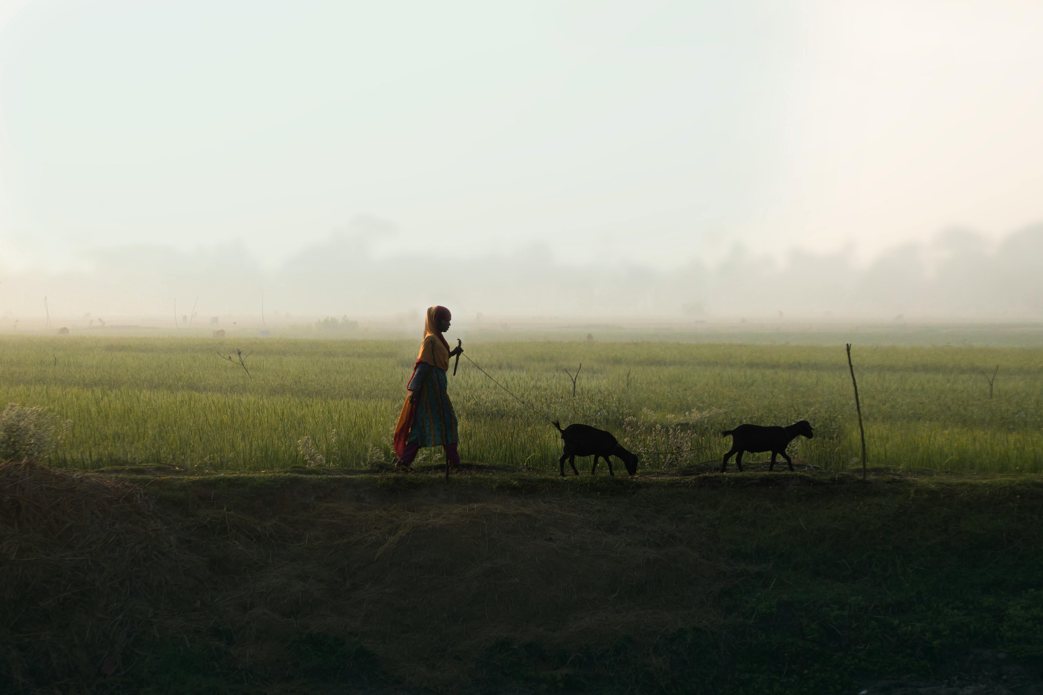 Silhouette of a woman walking with goats in a misty Bangladeshi field at sunrise.