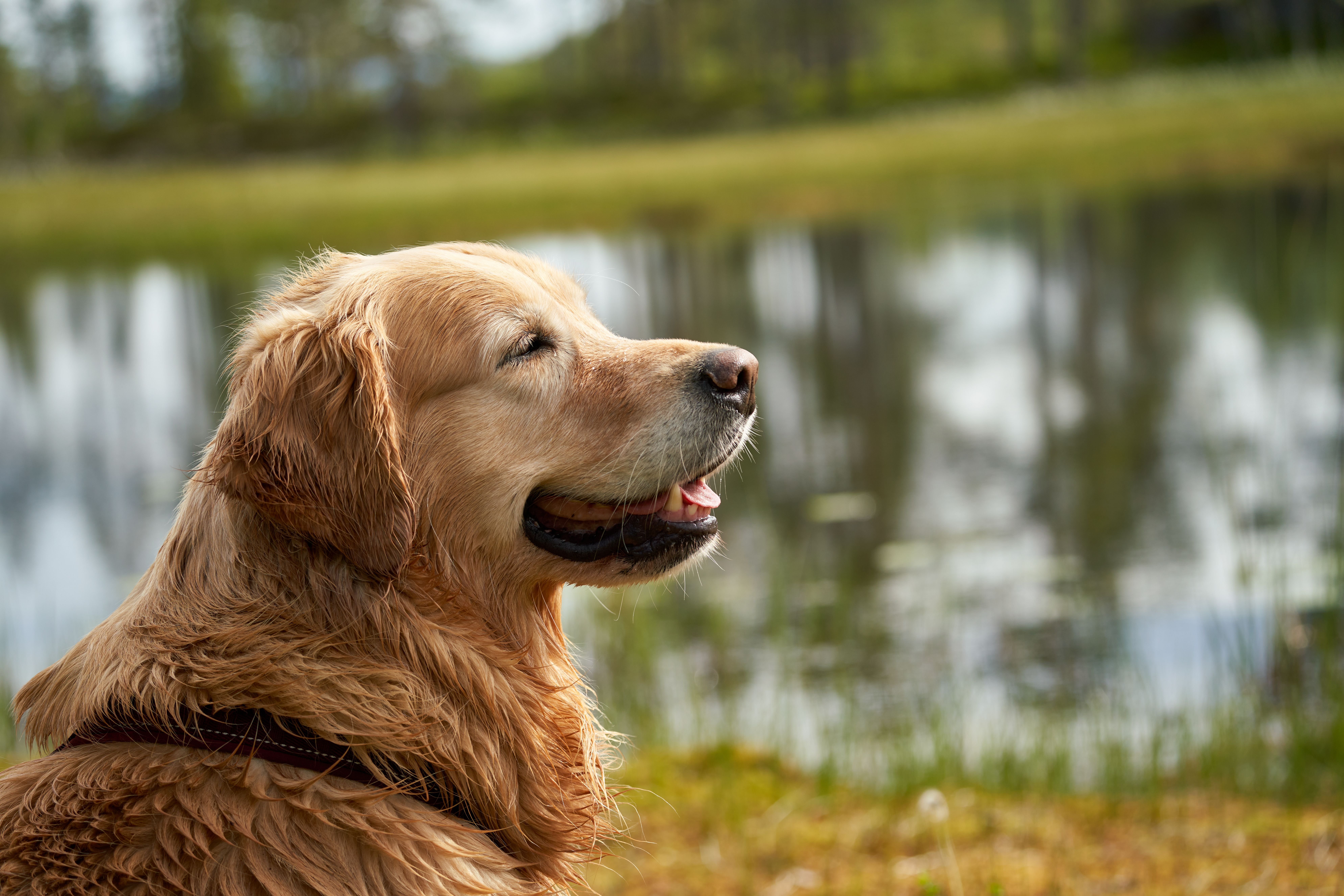 Royal Canin symposium urges earlier pet healthy aging conversations — Photo by Barnabas Davoti on Pexels