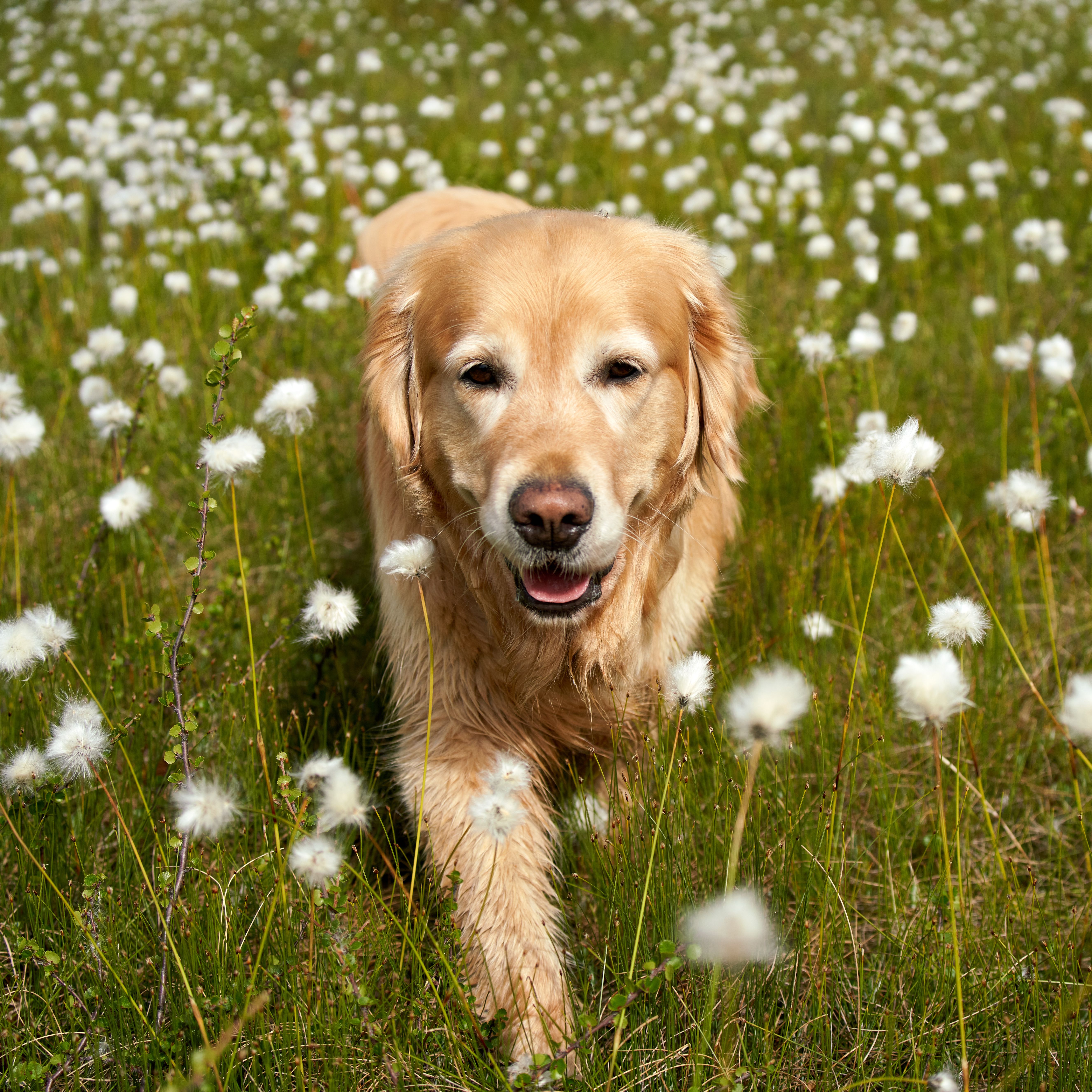 Golden Retriever happily walking through cotton grass fields in Krøderen, Norway.