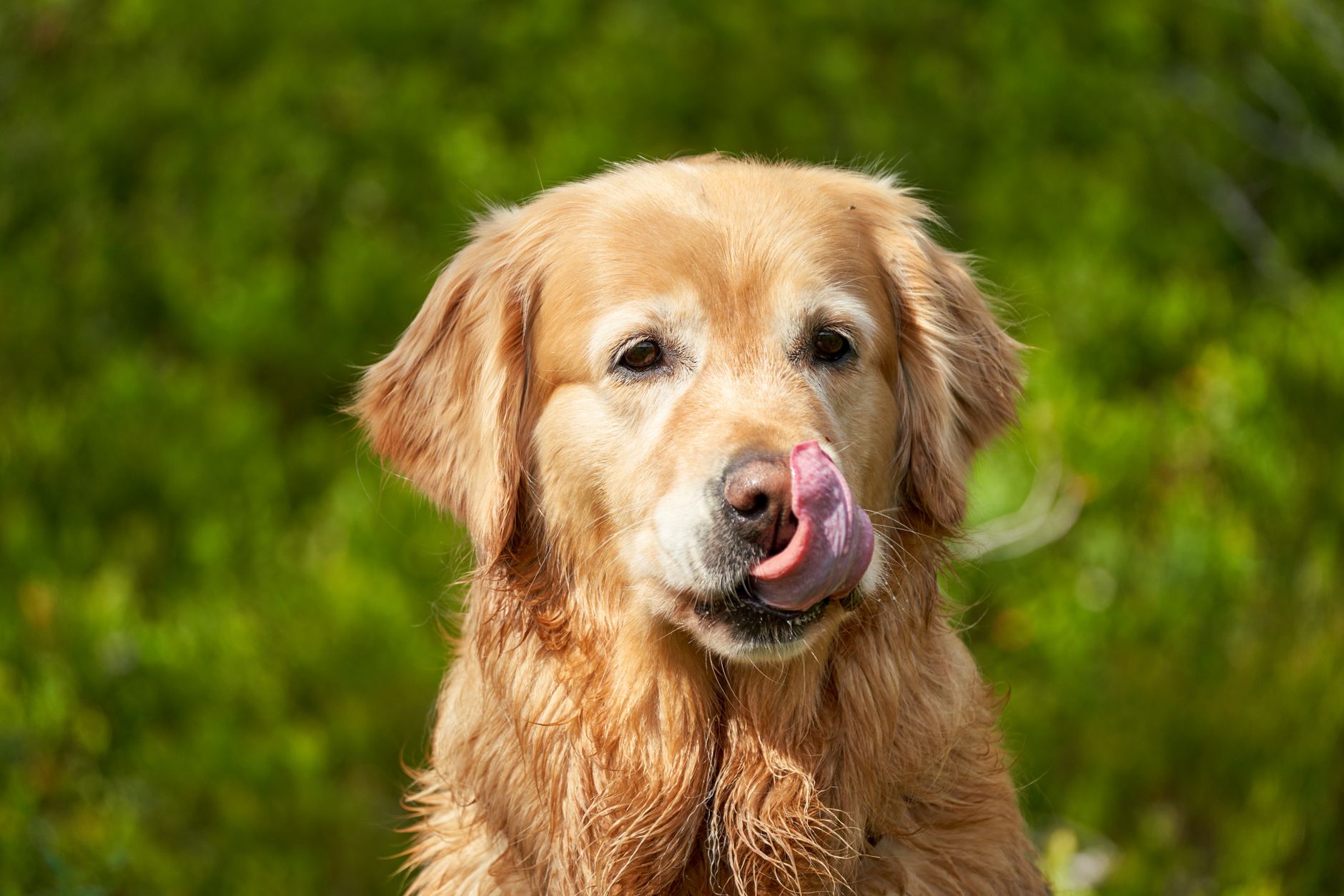 Diseases From Dog Saliva: Licks, Bites, and When to Worry