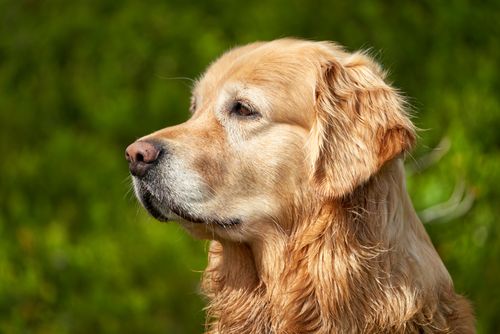 Free A golden retriever enjoys the sunny day in Krøderen, Norway, exuding tranquility. Stock Photo