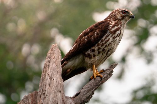 Free A majestic hawk perched on a branch in a natural outdoor setting in Ontario, Canada. Stock Photo