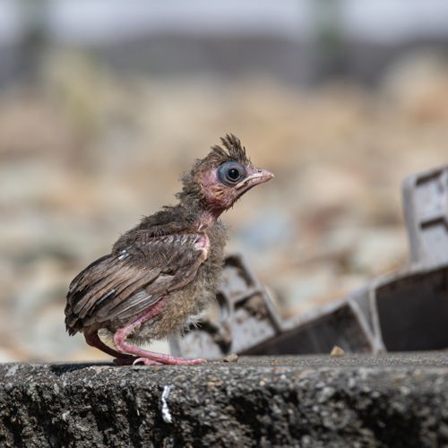 Free A detailed close-up of a baby bird standing on a concrete surface in a natural outdoor setting. Stock Photo