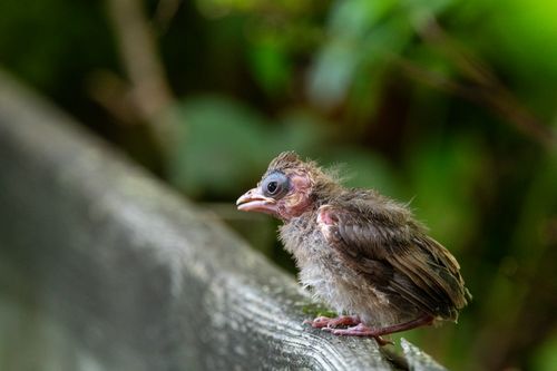 Free A detailed view of a baby bird sitting on a wooden ledge against a blurred natural background. Stock Photo
