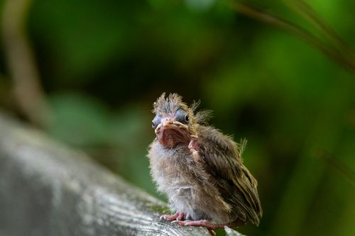 Free Adorable fluffy baby bird sitting on a branch with a blurred green background. Stock Photo