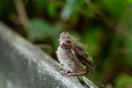 Free A young bird with fluffy feathers perched outdoors, captivating in natural setting. Stock Photo