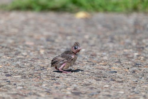 Free A small baby bird standing alone on the pavement in Canonsburg, Pennsylvania during summer. Stock Photo