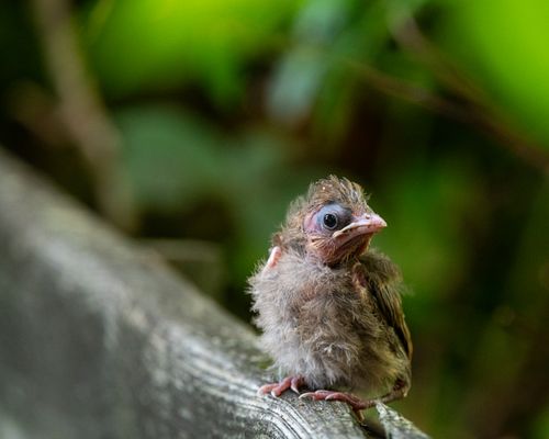 Free Adorable young bird perched on a wooden ledge in lush green surroundings, showcasing natural beauty. Stock Photo