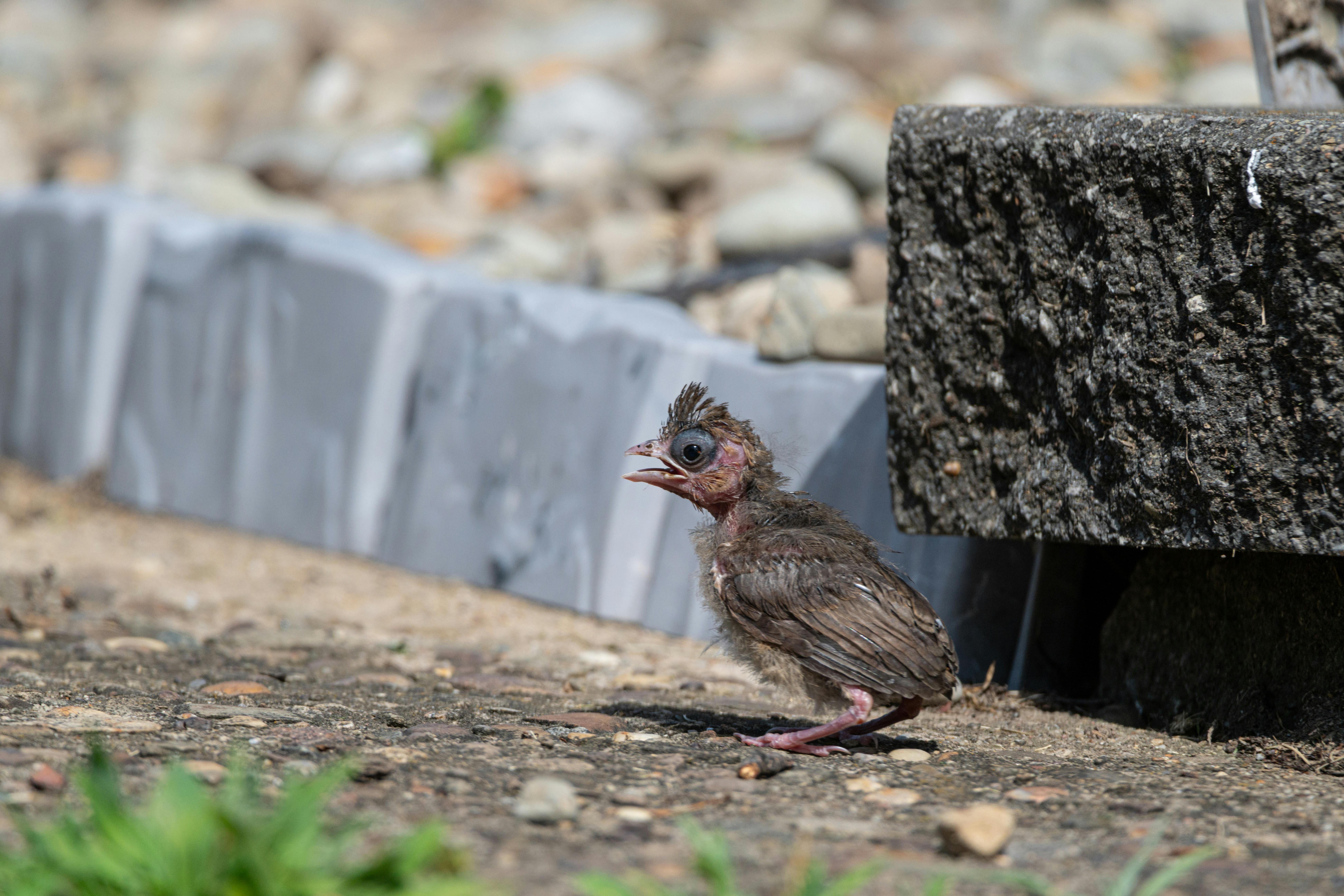 A young bird with feathers still growing, perched on rocky terrain outdoors.