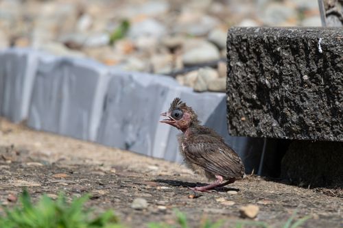 Free A young bird with feathers still growing, perched on rocky terrain outdoors. Stock Photo
