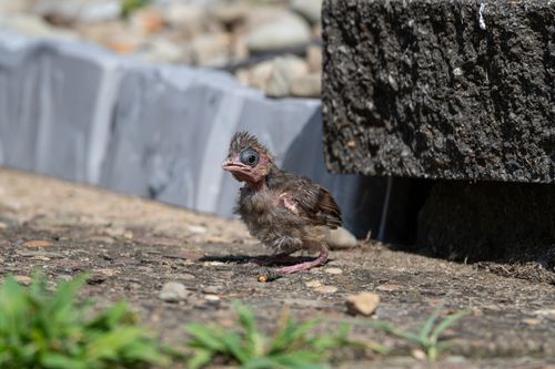 Free A young bird sitting on ground, showcasing early plumage outdoors. Stock Photo
