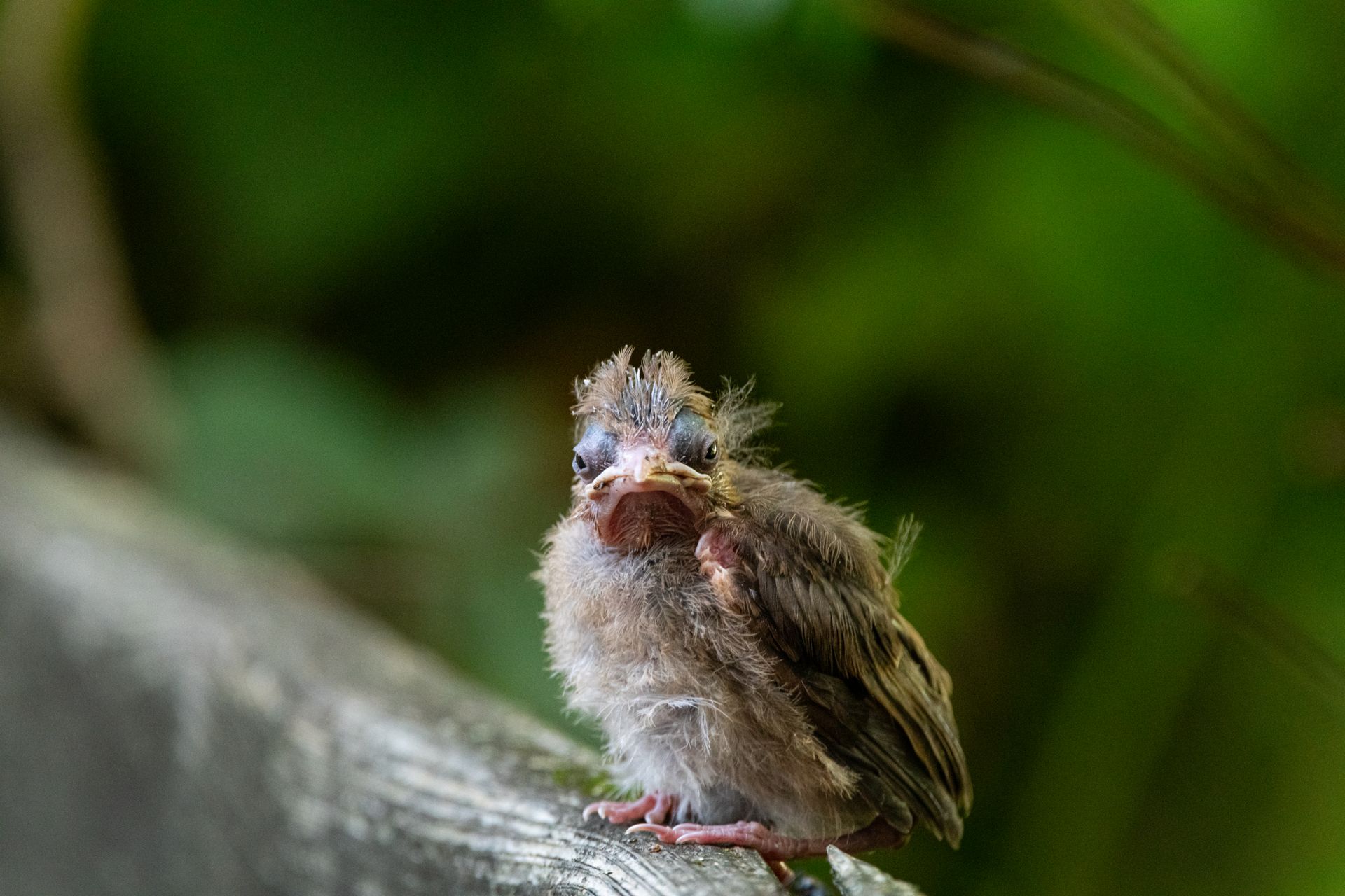 Close-up of a young fledgling bird perched on a branch amidst lush greenery.