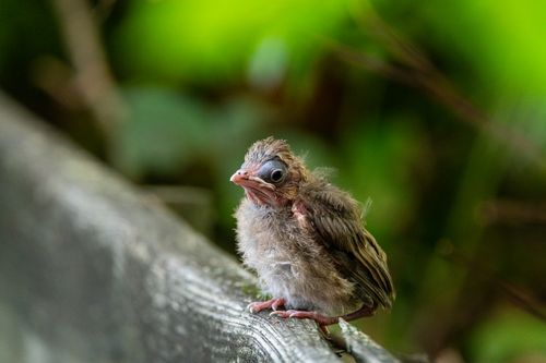 Free Adorable baby bird on a fence amid lush greenery, perfect nature and wildlife photography. Stock Photo