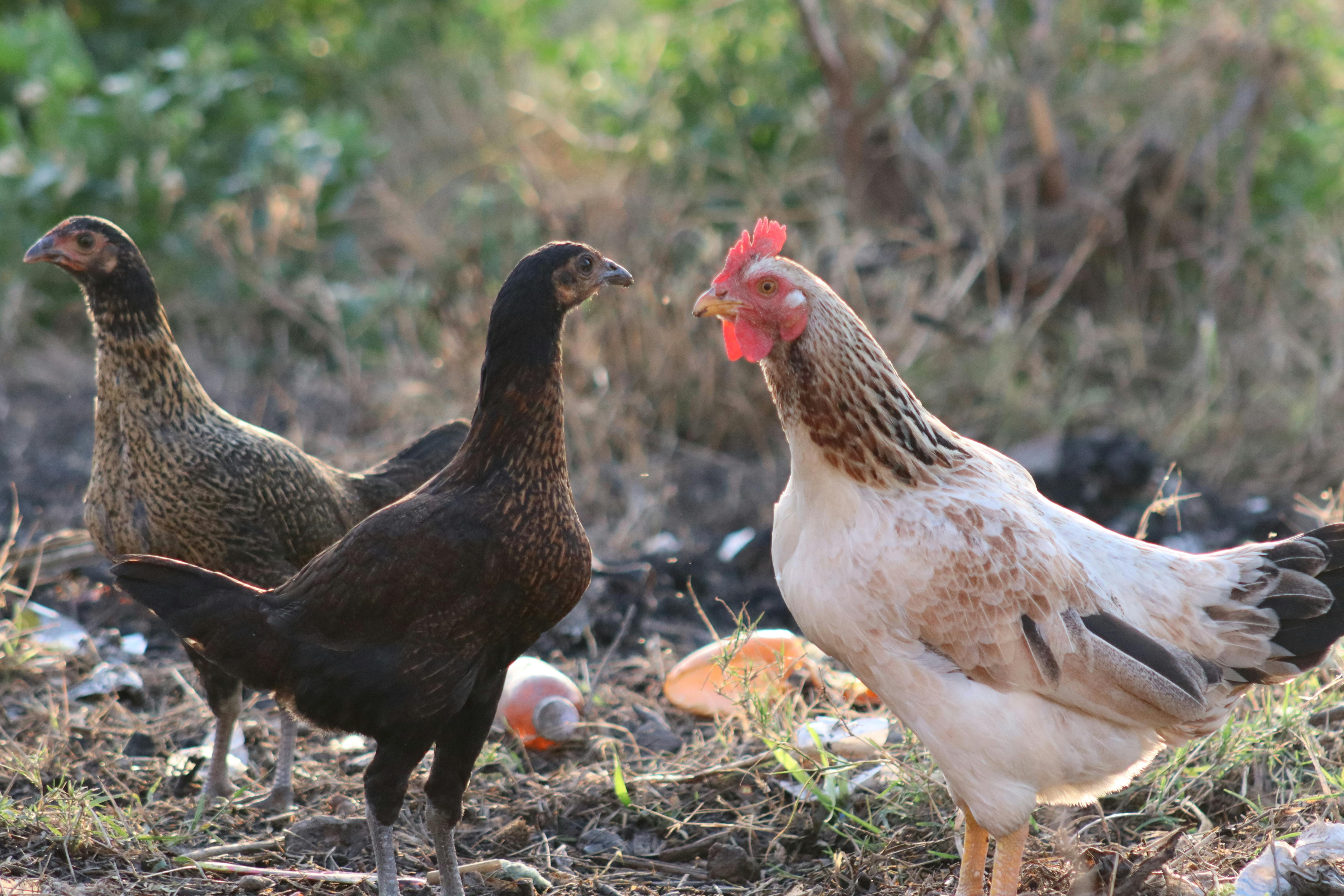 A group of free-range chickens on a field, foraging outdoors in a natural rural environment.