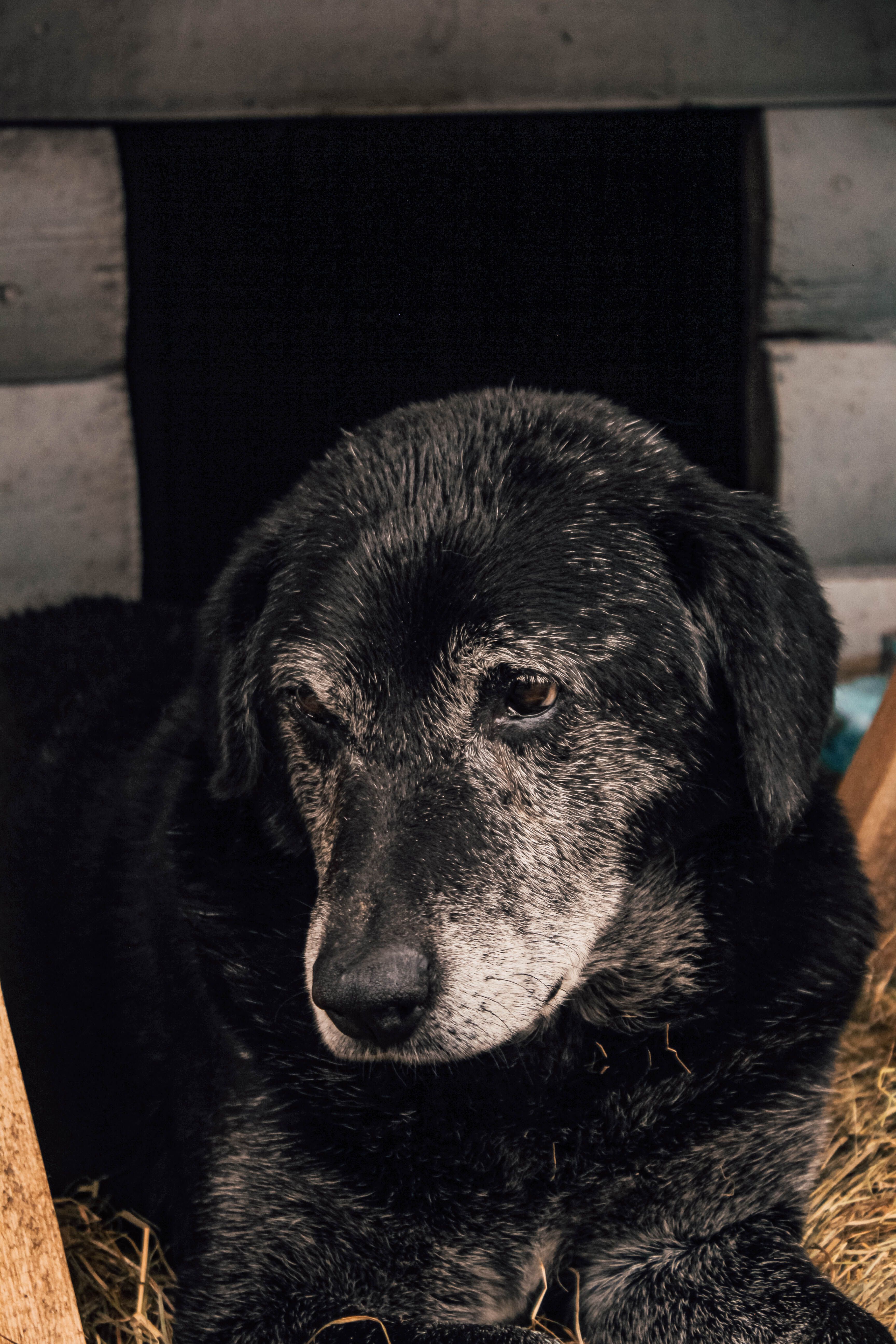 dog pet aging senior health