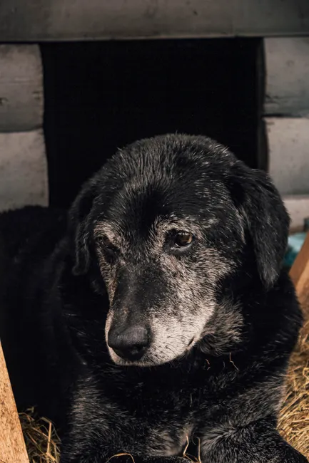 senior dog food