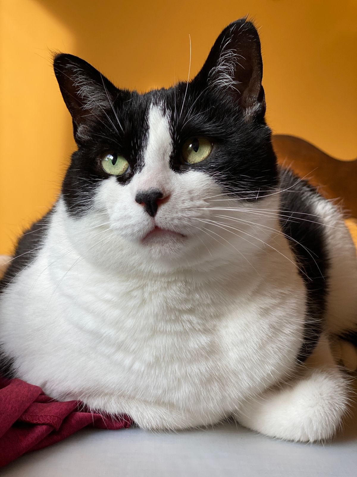 Large black and white cat resting indoors against a soft orange background