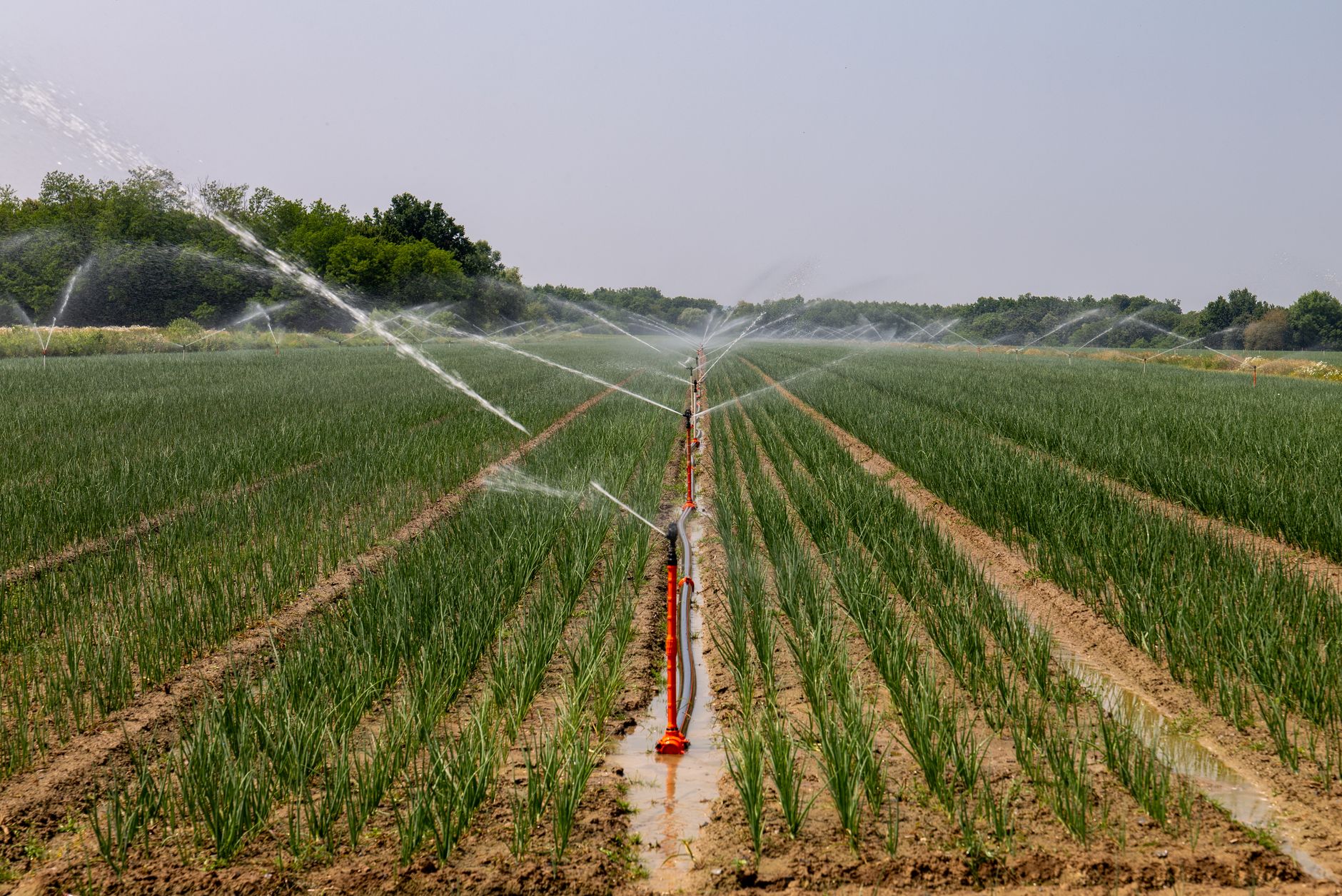 Pogoda 13–19 kwietnia 2026: wiosna bez przymrozków, ale z deszczem od środy