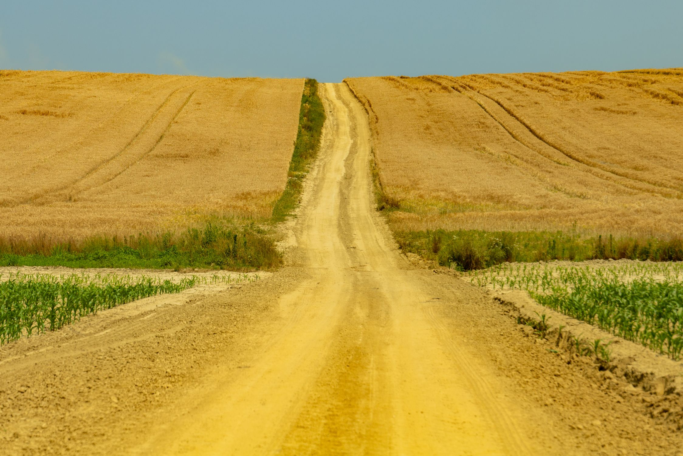Rural Rode No Filter Rural Dirt Road Through Golden Wheat Fields · Free Stock Photo