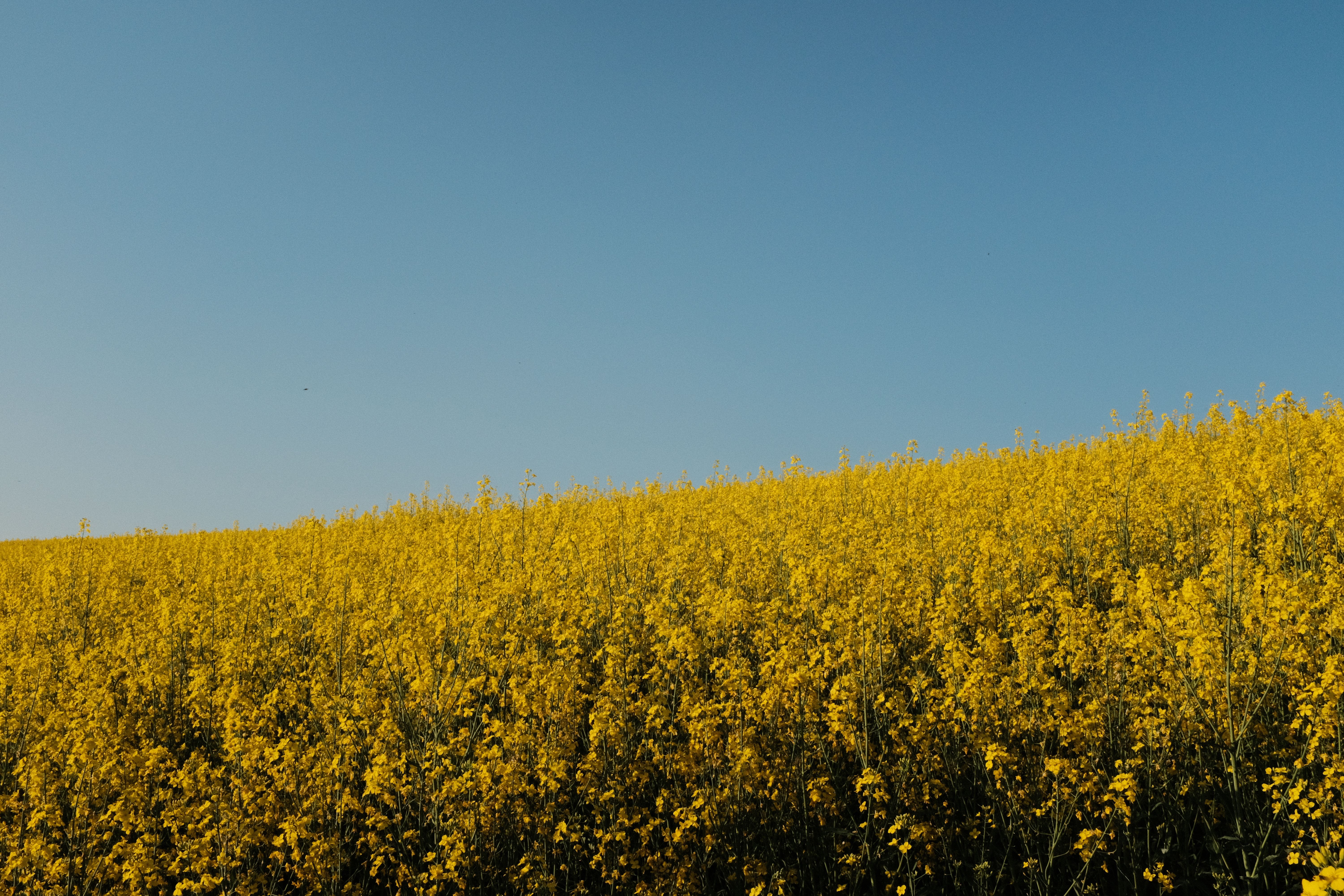 Yellow Rapeseed Field Under Clear Blue Sky · Free Stock Photo