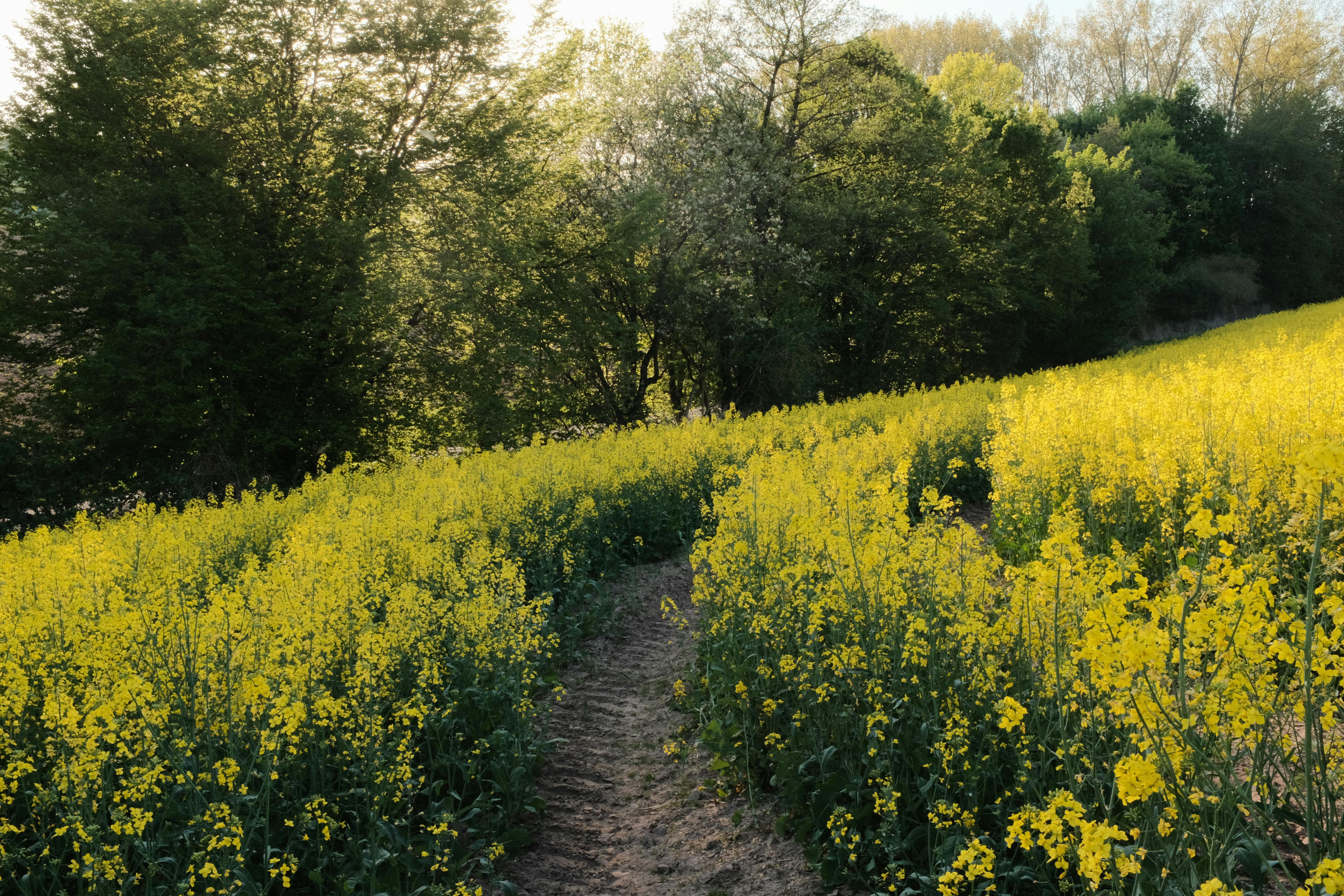 How Higgsfield AI Became 'Shitsfield AI': A Cautionary Tale of Overzealous Growth Hacking — Photo by Red Nguyen on Pexels