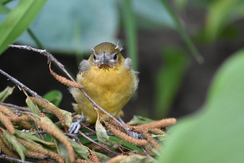 Free Adorable baby oriole perched on a branch in lush greenery, Ontario, Canada. Stock Photo
