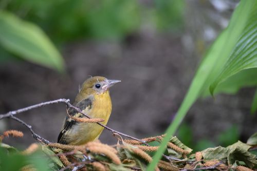 Free Captivating image of a juvenile oriole perched on a branch in New Tecumseth, Ontario, Canada. Stock Photo