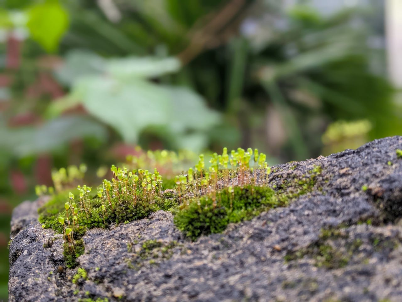 Con người trở thành loài động vật vị tha nhất