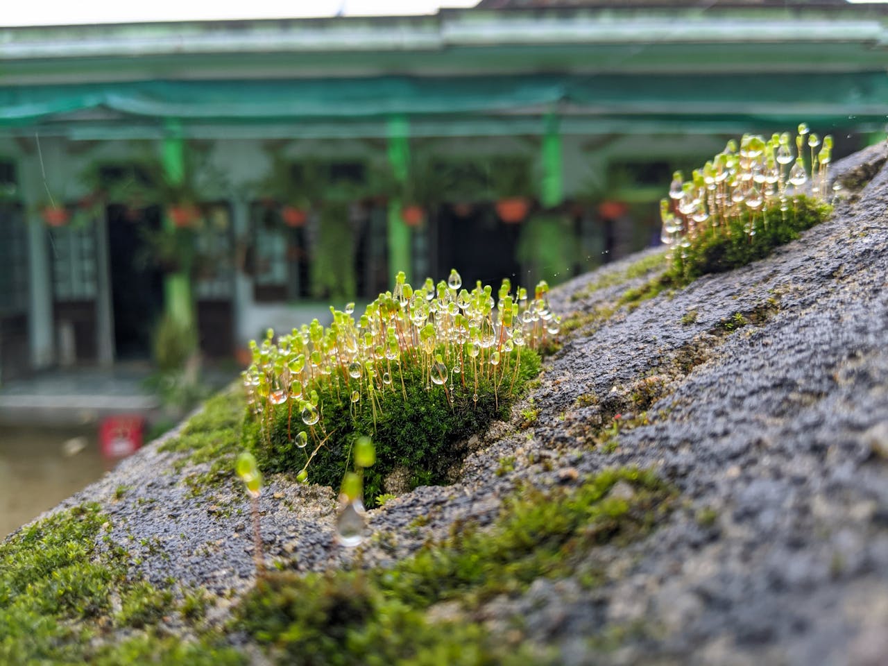 Lý thuyết về sự ngu dốt của Bonhoeffer