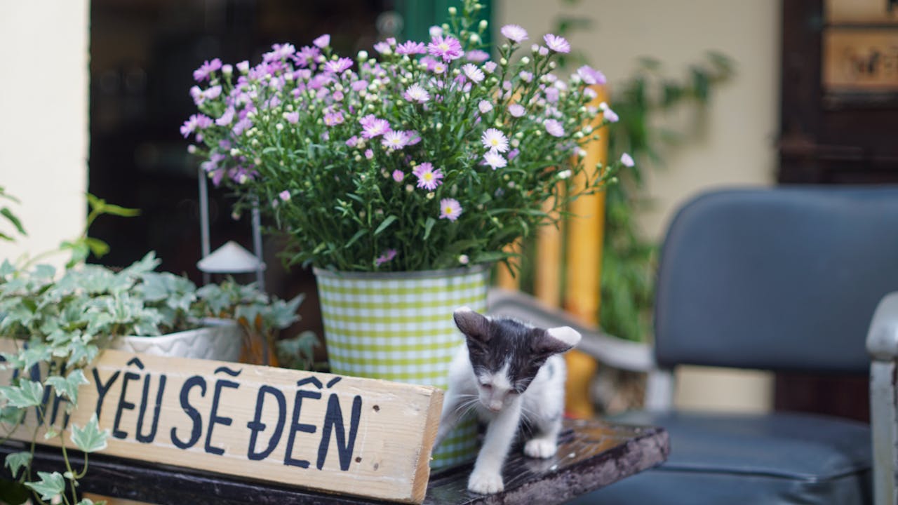 Tại sao động vật lại chơi đùa?