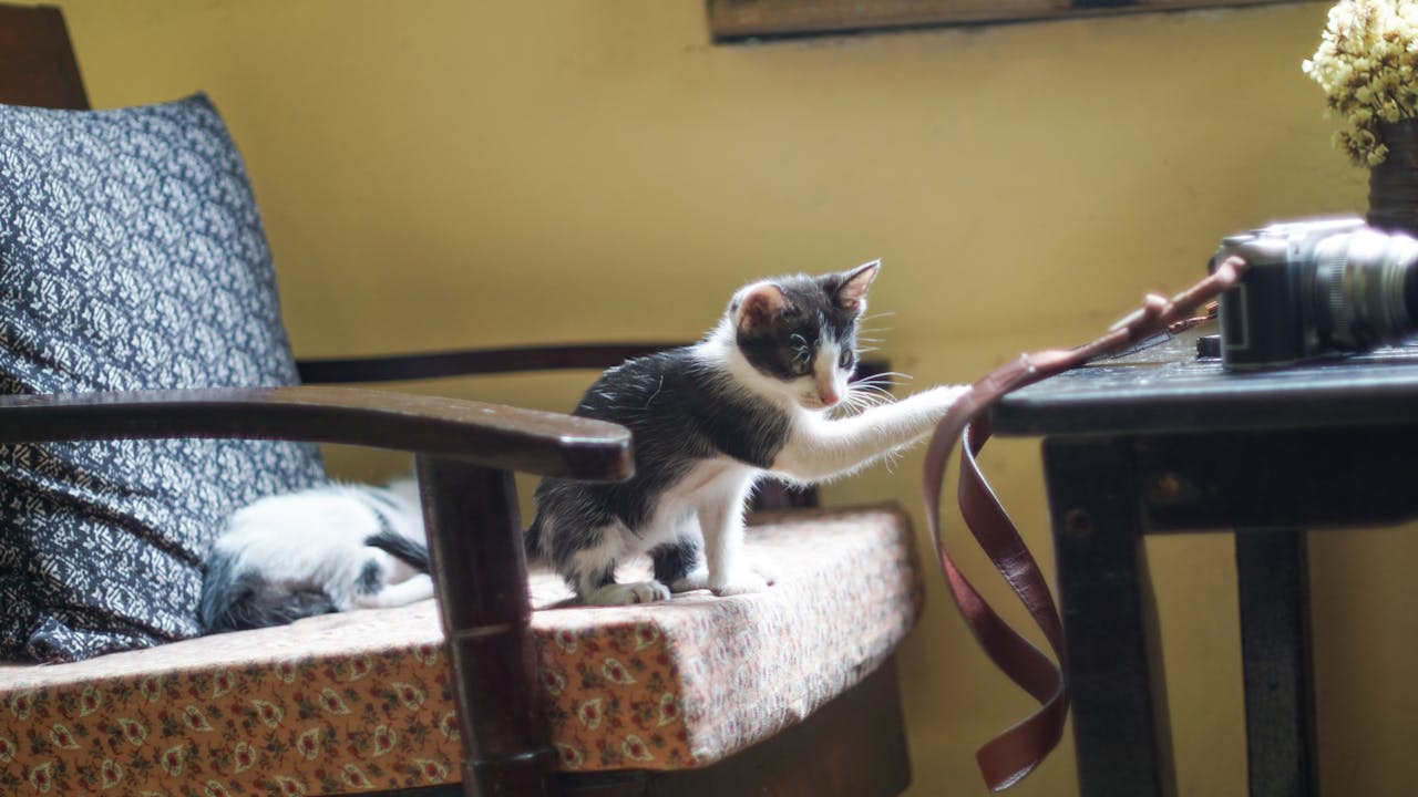 Tìm hiểu về tự do ngôn luận ở các nền văn minh cổ đại