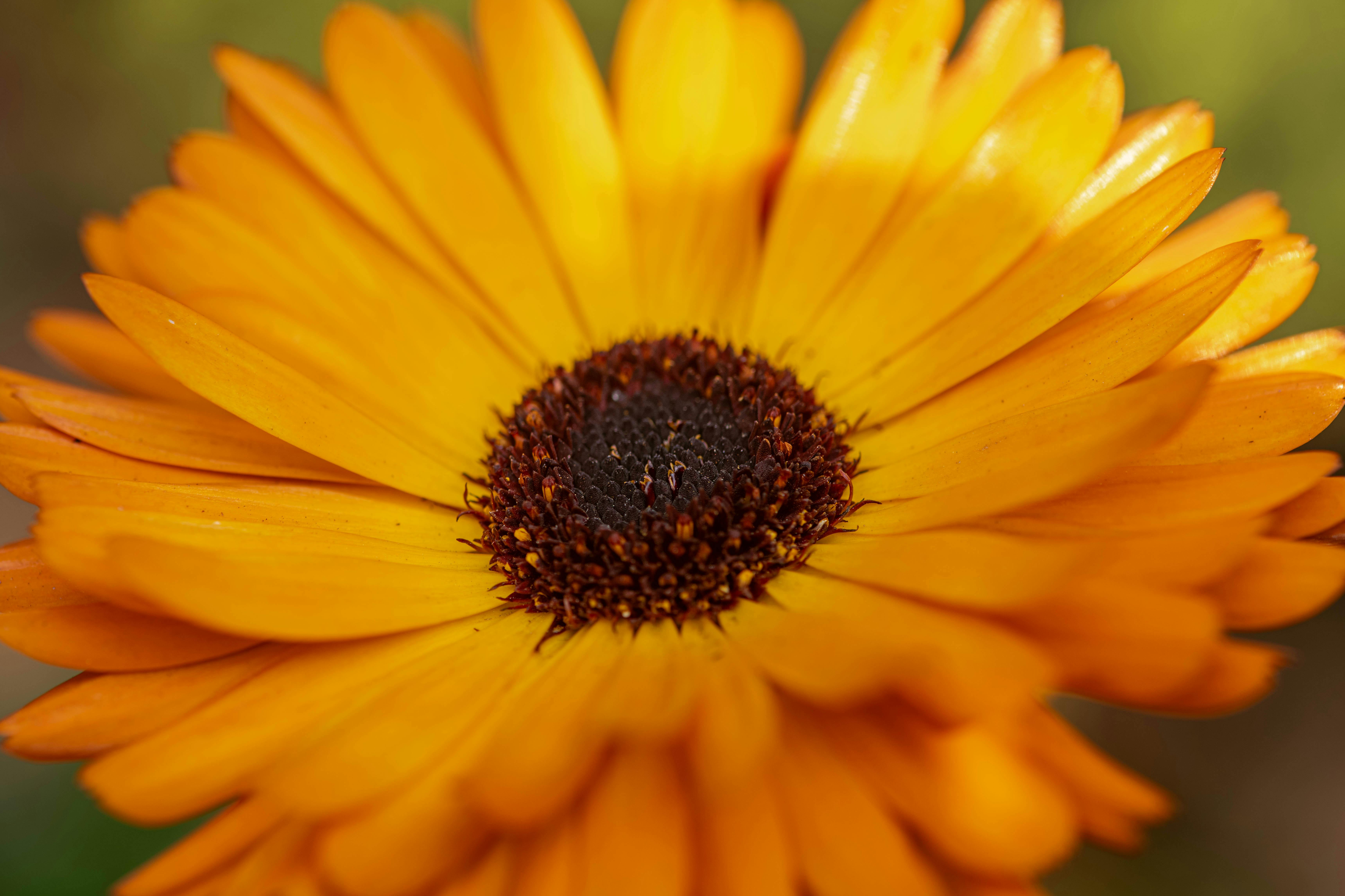 How to Boost Your Brain Naturally with Herbal Supplements