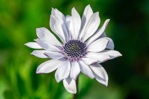 Free White African daisy in full bloom with vibrant green background, showcasing delicate petals and intricate center. Stock Photo