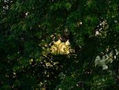 Sunlit Leaves through Dense Green Canopy