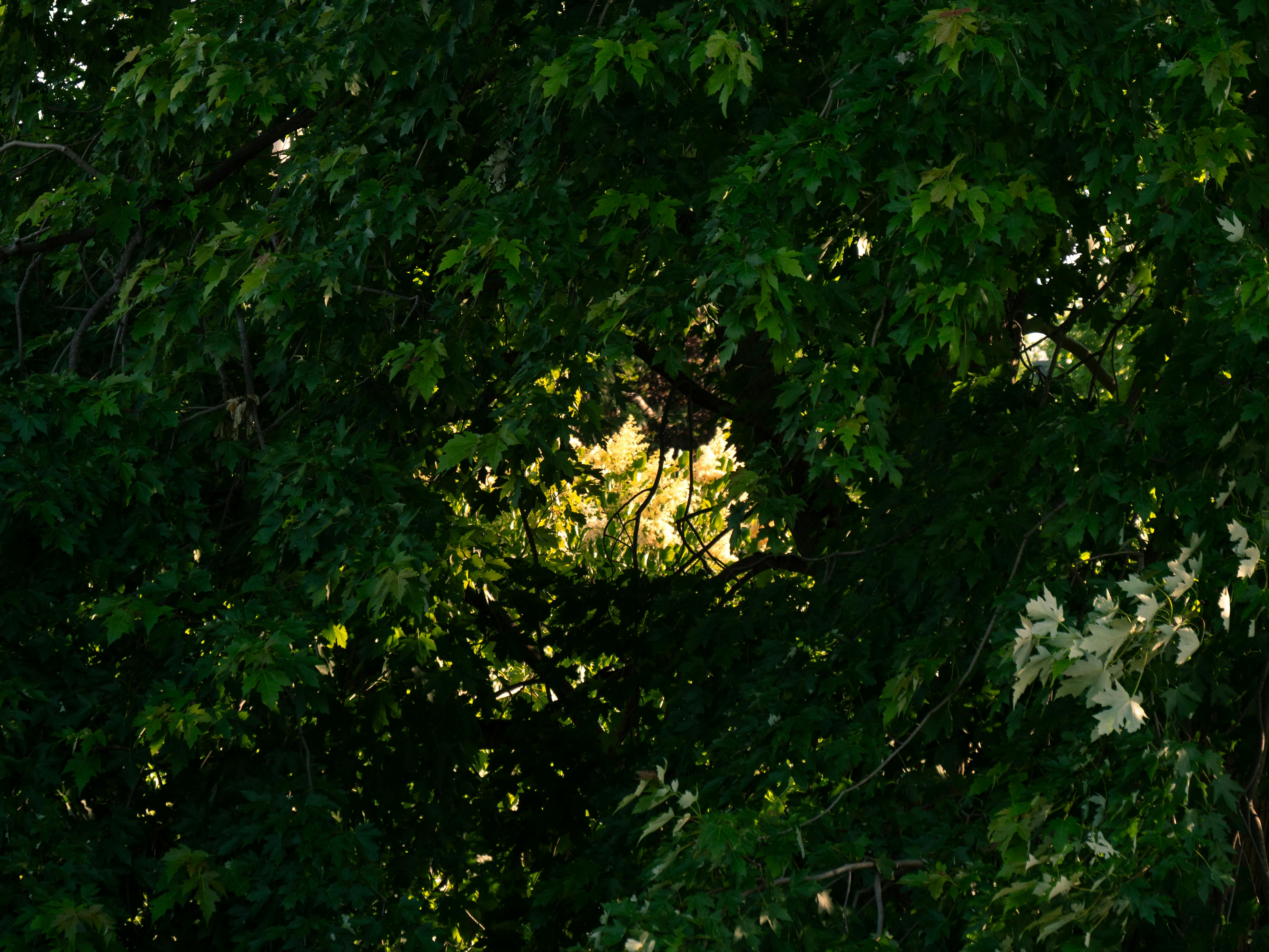 Sunlit Leaves through Dense Green Canopy